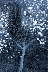 Winter Blossom Poster och Canvastavla