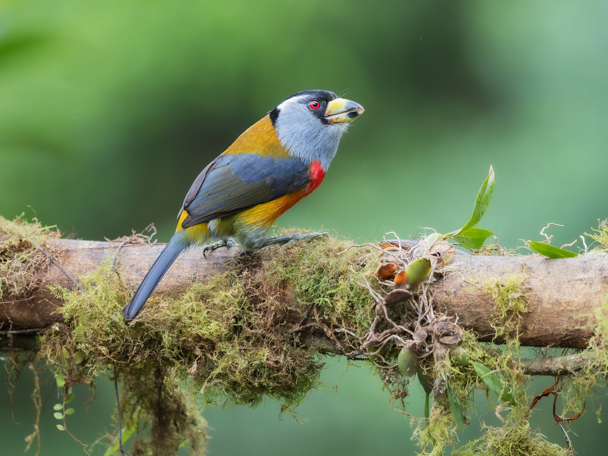 Toucan Barbet Poster och Canvastavla