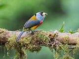 Toucan Barbet Poster och Canvastavla