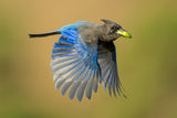 Steller's Jay Poster och Canvastavla