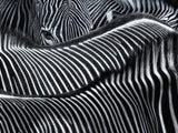 Lost in stripes Poster och Canvastavla