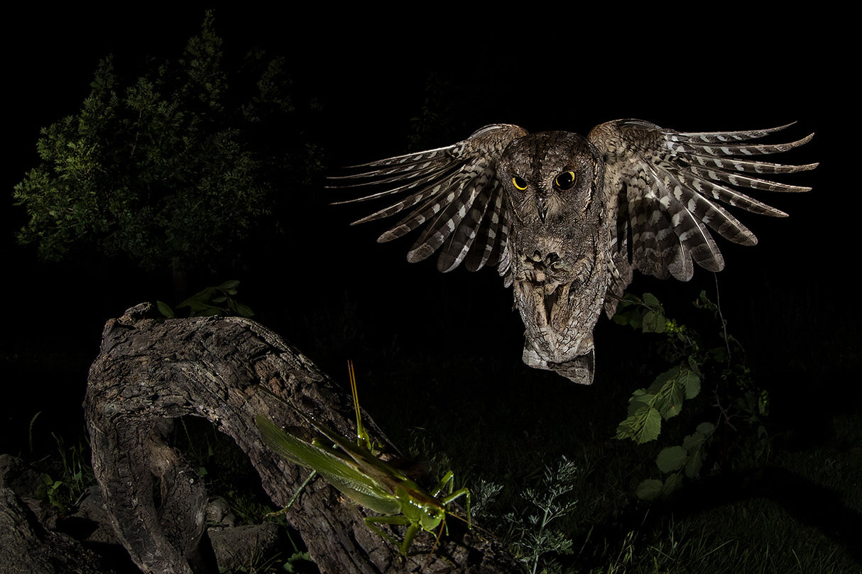 Scops owl Poster och Canvastavla