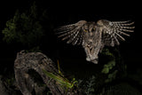 Scops owl Poster och Canvastavla