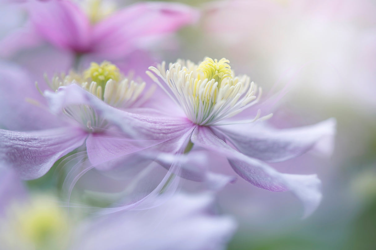 Clematis 'Mayleen' Poster och Canvastavla