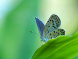 blue wings Poster och Canvastavla