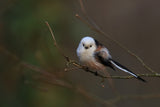 Long-tailed tit Poster och Canvastavla