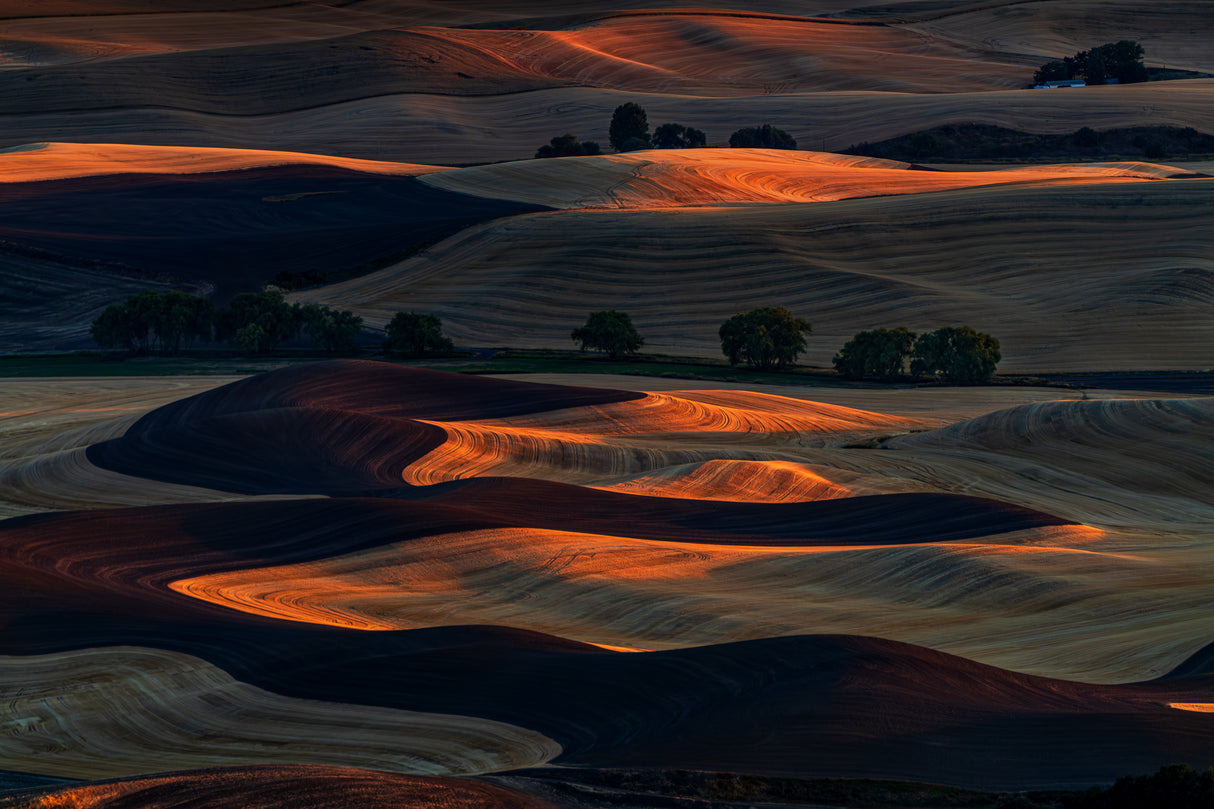 Sunset Light on Rolling Hills Poster och Canvastavla