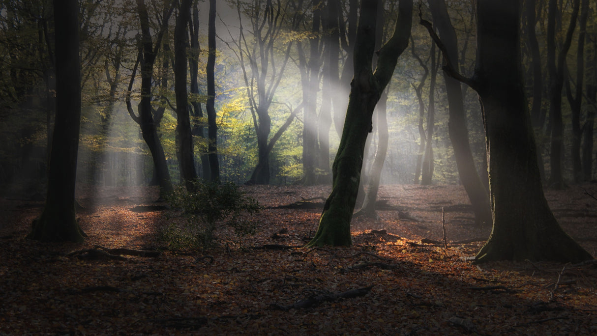 Forest of dancing trees Poster och Canvastavla