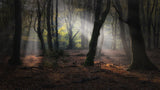 Forest of dancing trees Poster och Canvastavla