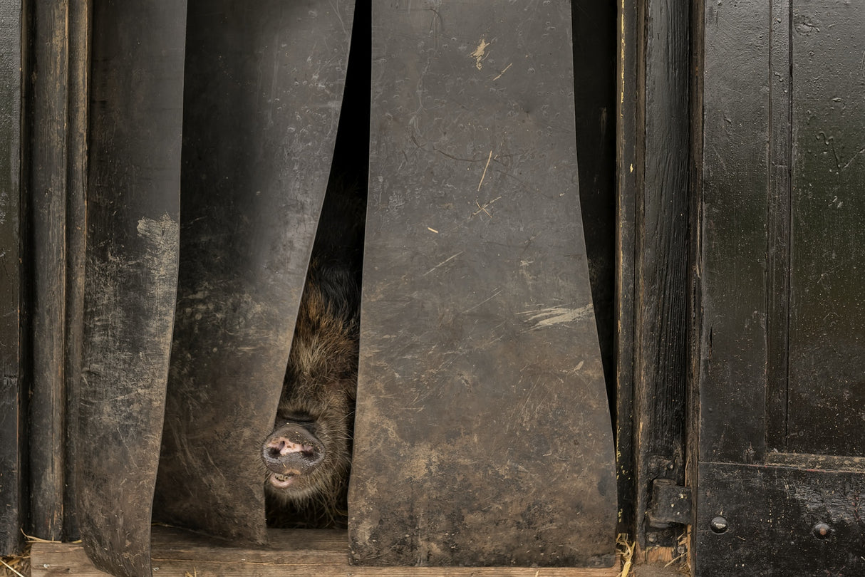 Can I come out, is the sun shining? Poster och Canvastavla