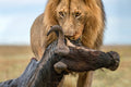 Lion with prey Poster och Canvastavla