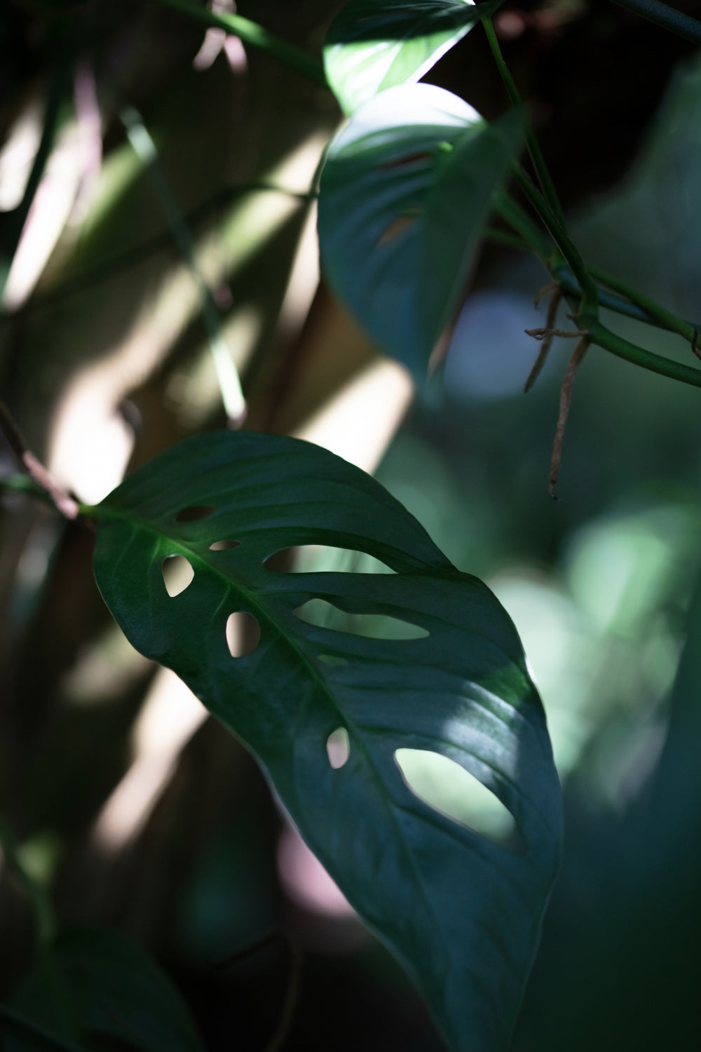 Monstrea Leaves Nature_2 Poster och Canvastavla