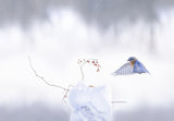 Winter wonderland Poster och Canvastavla