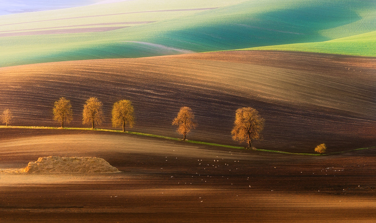 Moravian Trees Poster och Canvastavla