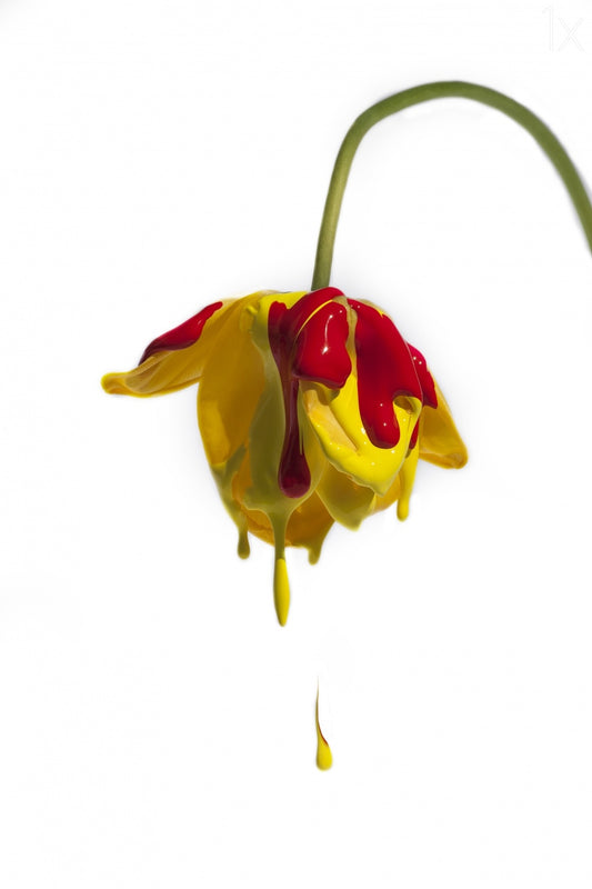 Crying flower Poster och Canvastavla