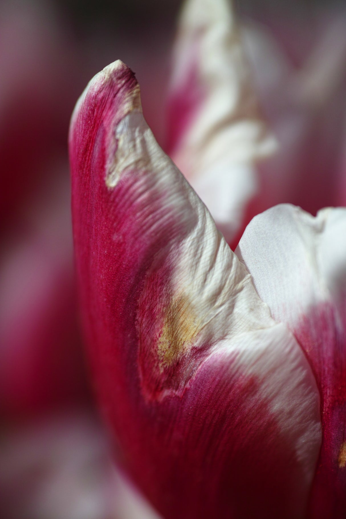 pink tulip Poster och Canvastavla