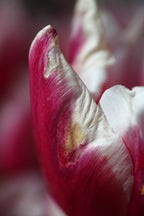 pink tulip Poster och Canvastavla