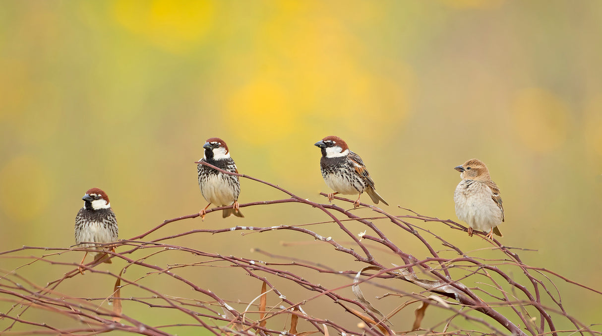 The 4 Sparrows Poster och Canvastavla
