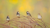 The 4 Sparrows Poster och Canvastavla