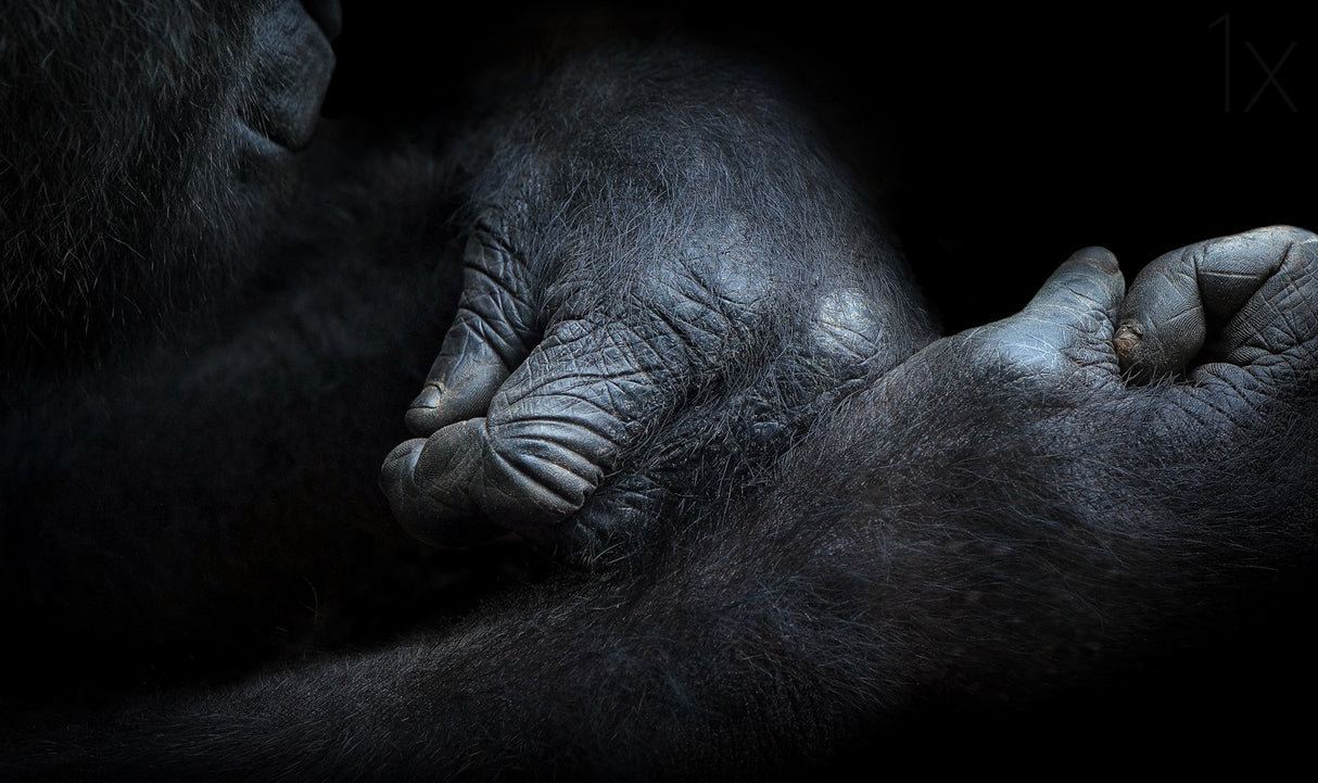 hands Poster och Canvastavla