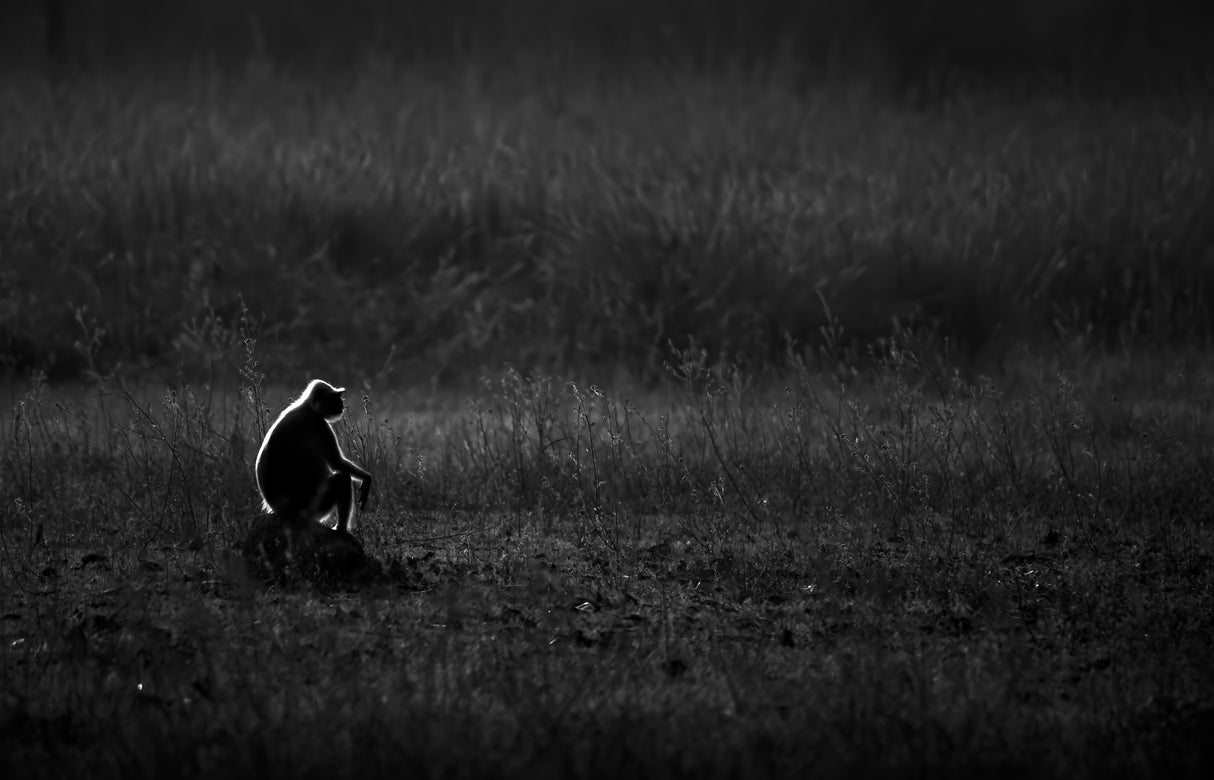 "The Thinker ??" Poster och Canvastavla