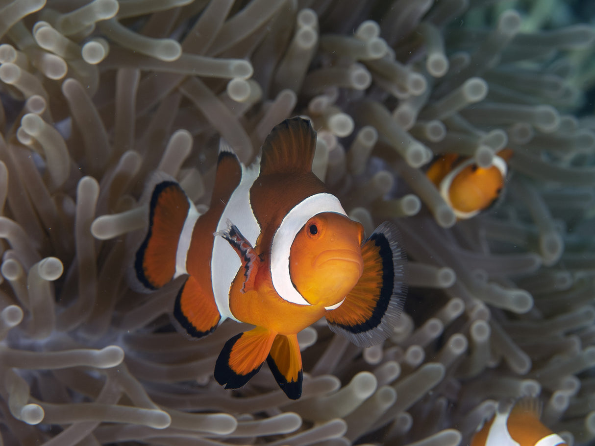 Clownfish Poster och Canvastavla