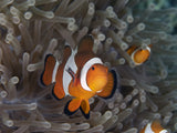 Clownfish Poster och Canvastavla