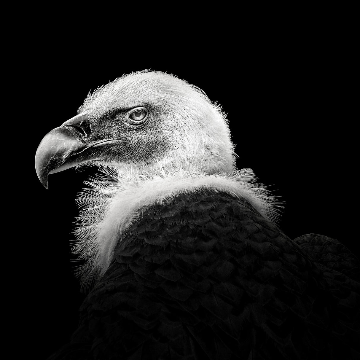 Eurasian Griffon #7 Poster och Canvastavla