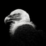 Eurasian Griffon #7 Poster och Canvastavla