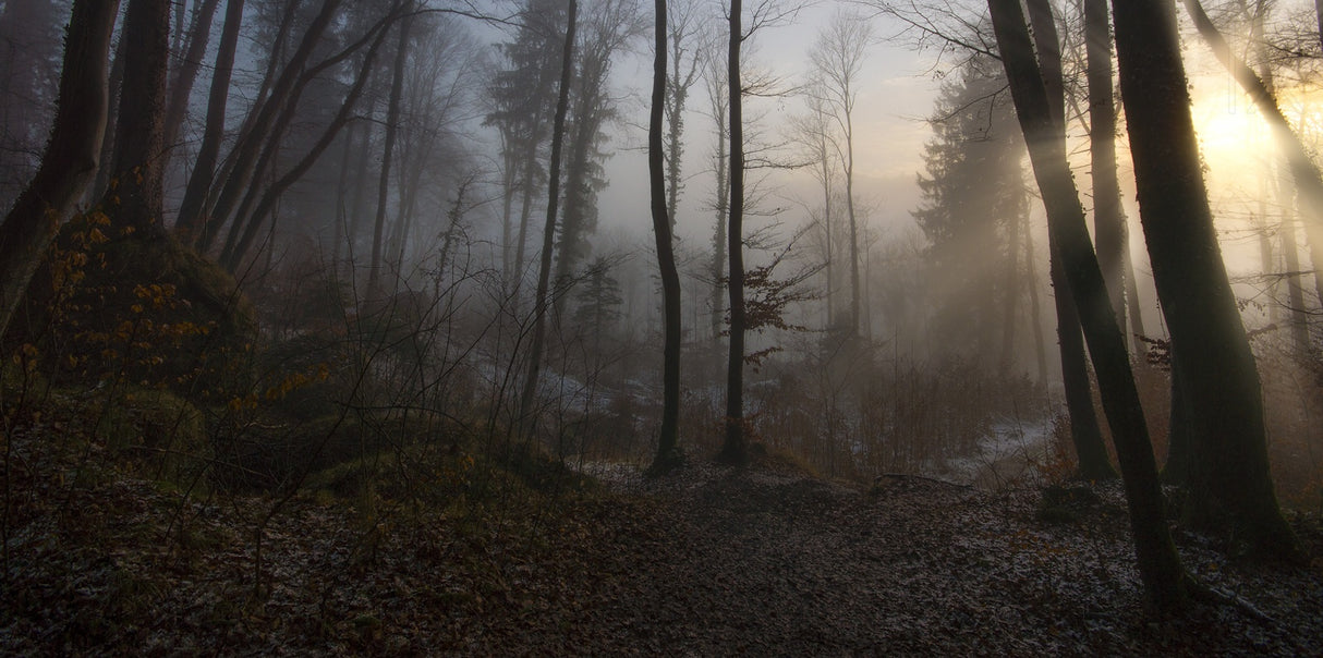 Winter's slight Return Poster och Canvastavla