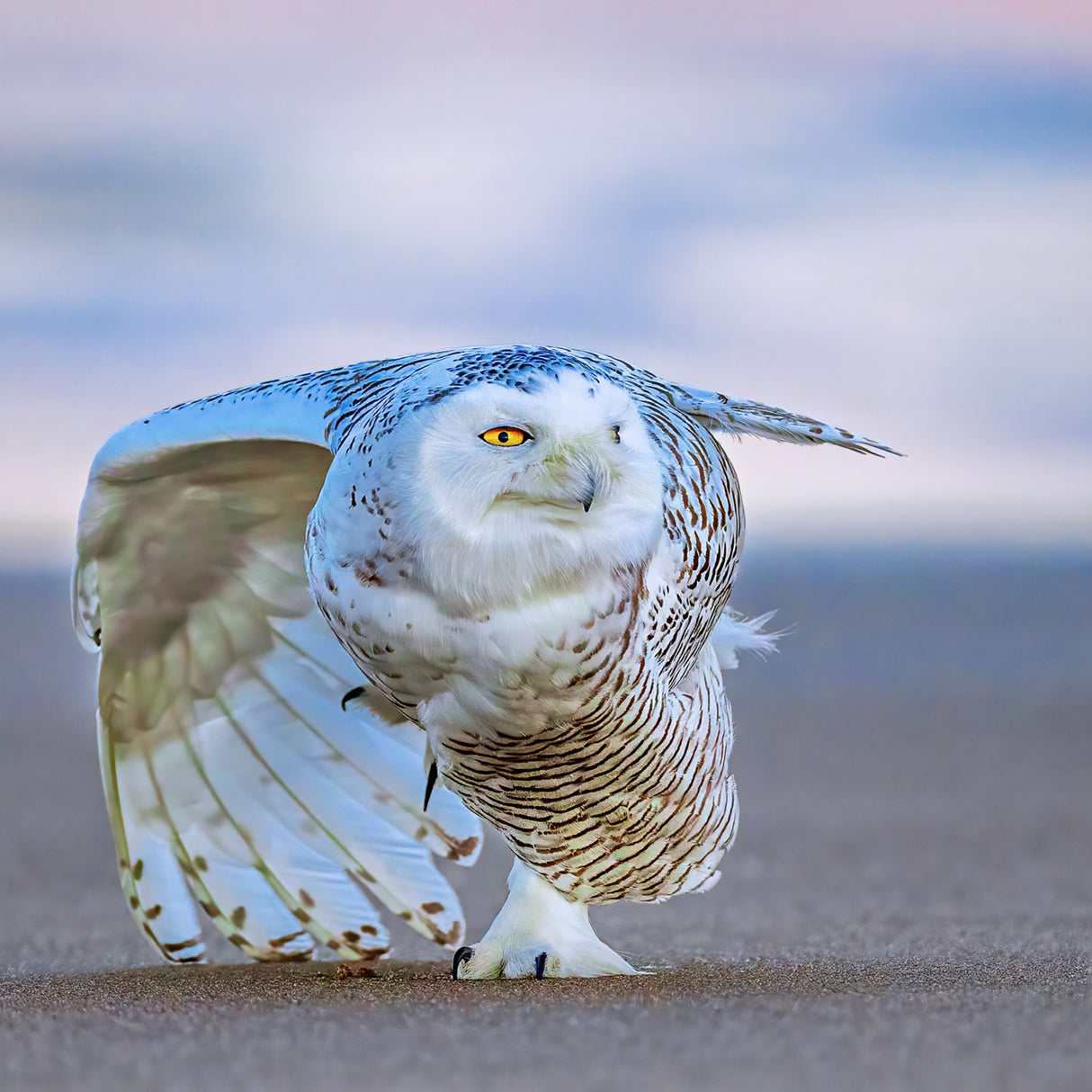 Snowy Owl at Sunset Poster och Canvastavla