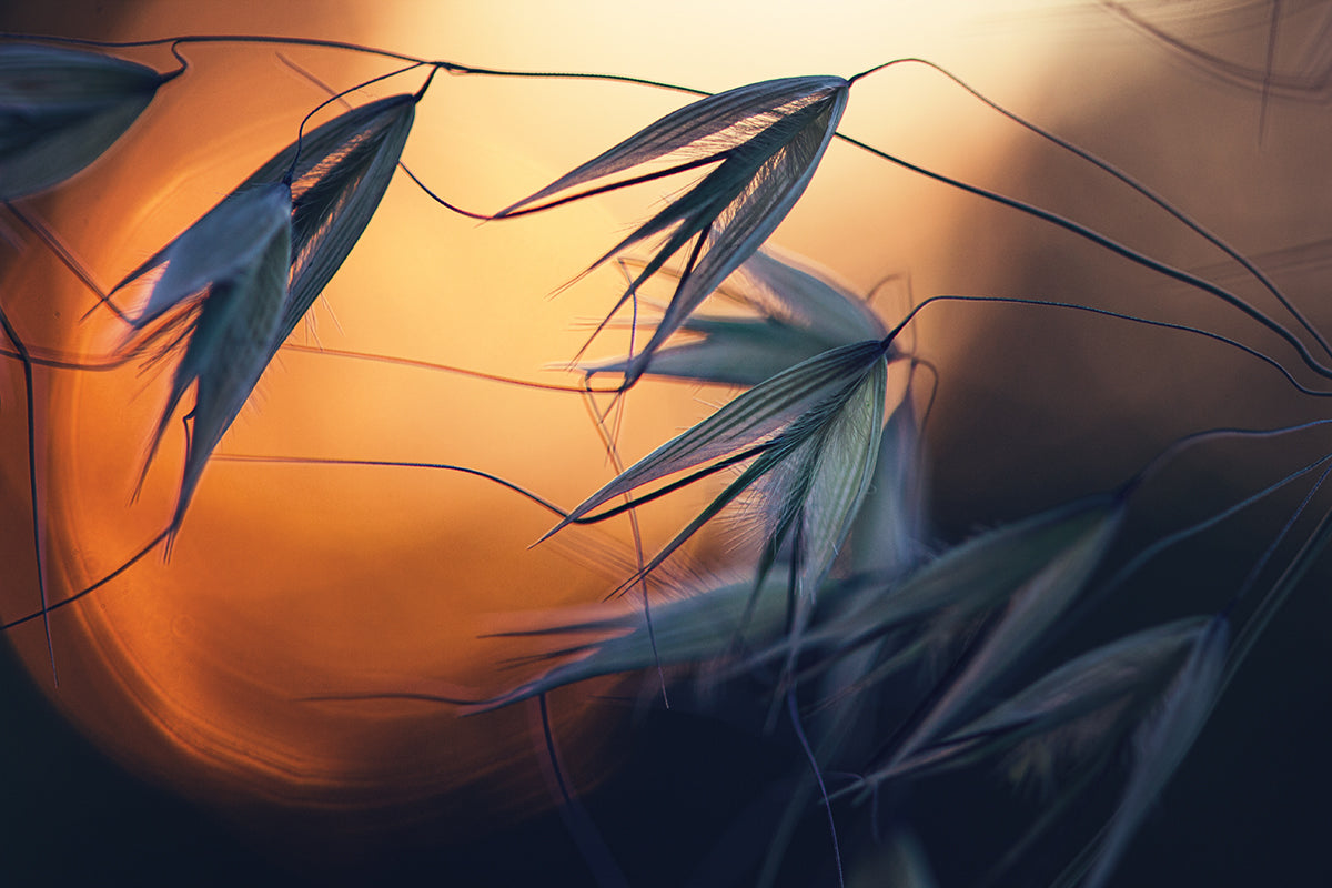 Sunset Poster och Canvastavla