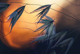 Sunset Poster och Canvastavla