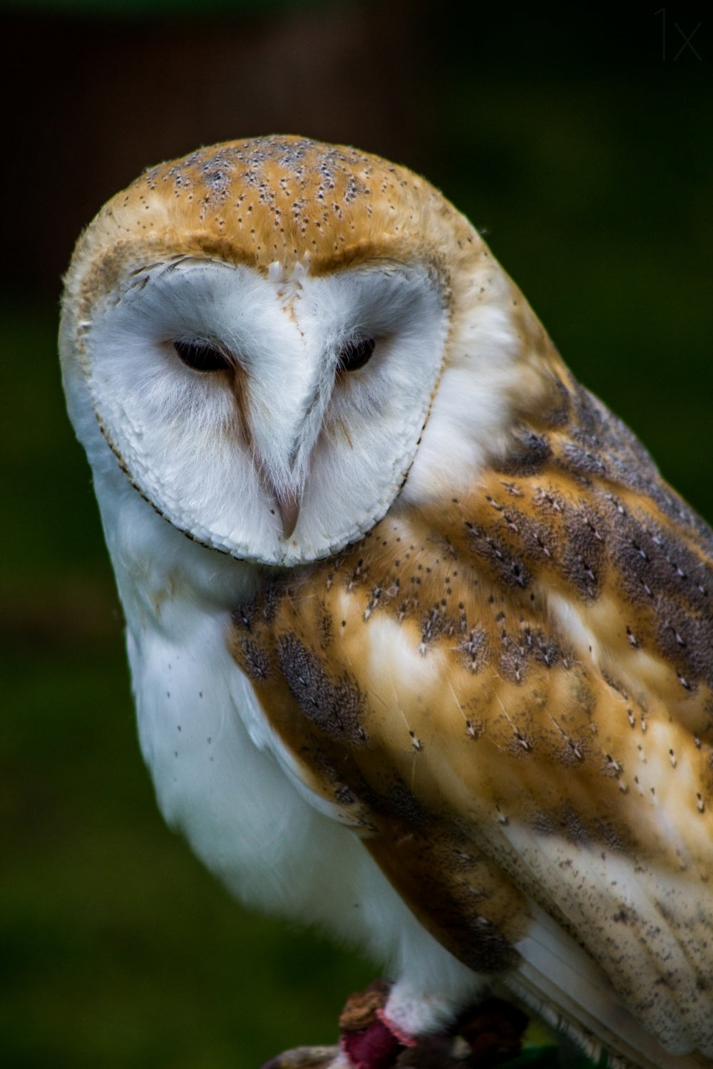 Tawny Poster och Canvastavla