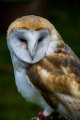 Tawny Poster och Canvastavla