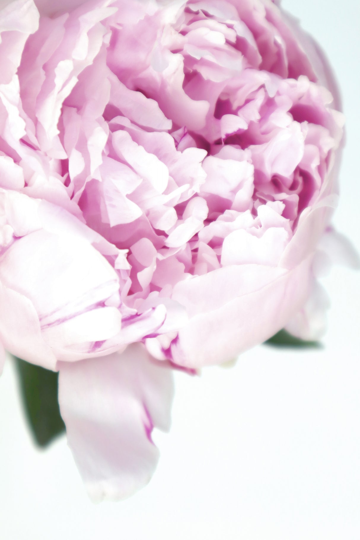 Subdued peony VII Poster och Canvastavla