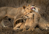 The lions Poster och Canvastavla