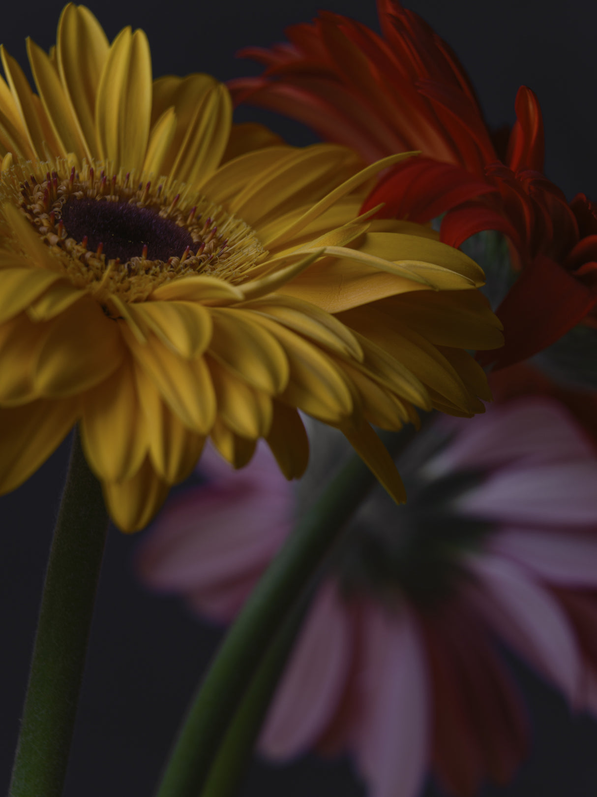 beautiful flowers Poster och Canvastavla