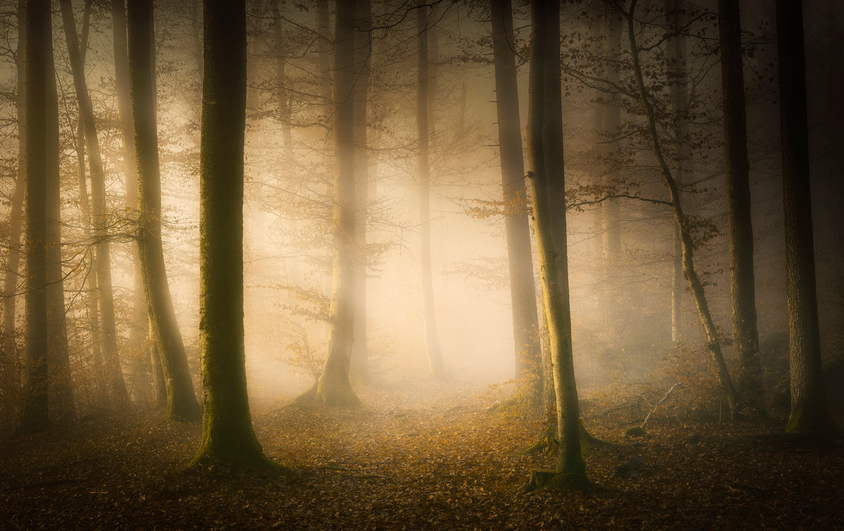 November Whispers Poster och Canvastavla