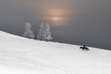 Winter Trees Poster och Canvastavla