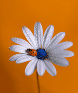 Ladybug Poster och Canvastavla