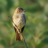 eastern wood pewee Poster och Canvastavla