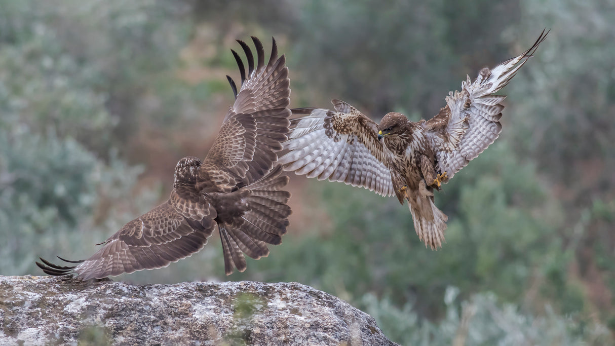 Buteo buteo Poster och Canvastavla