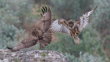 Buteo buteo Poster och Canvastavla