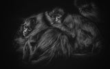 SPIDER MONKEYS Poster och Canvastavla