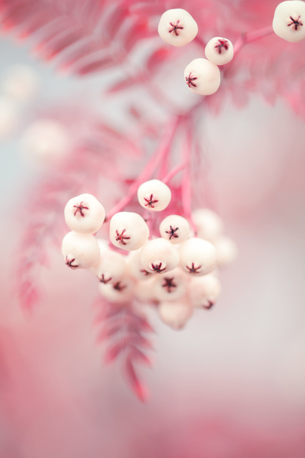 Berries on a twig No2 Poster och Canvastavla