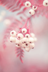 Berries on a twig No2 Poster och Canvastavla