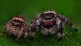 Spider friends Poster och Canvastavla