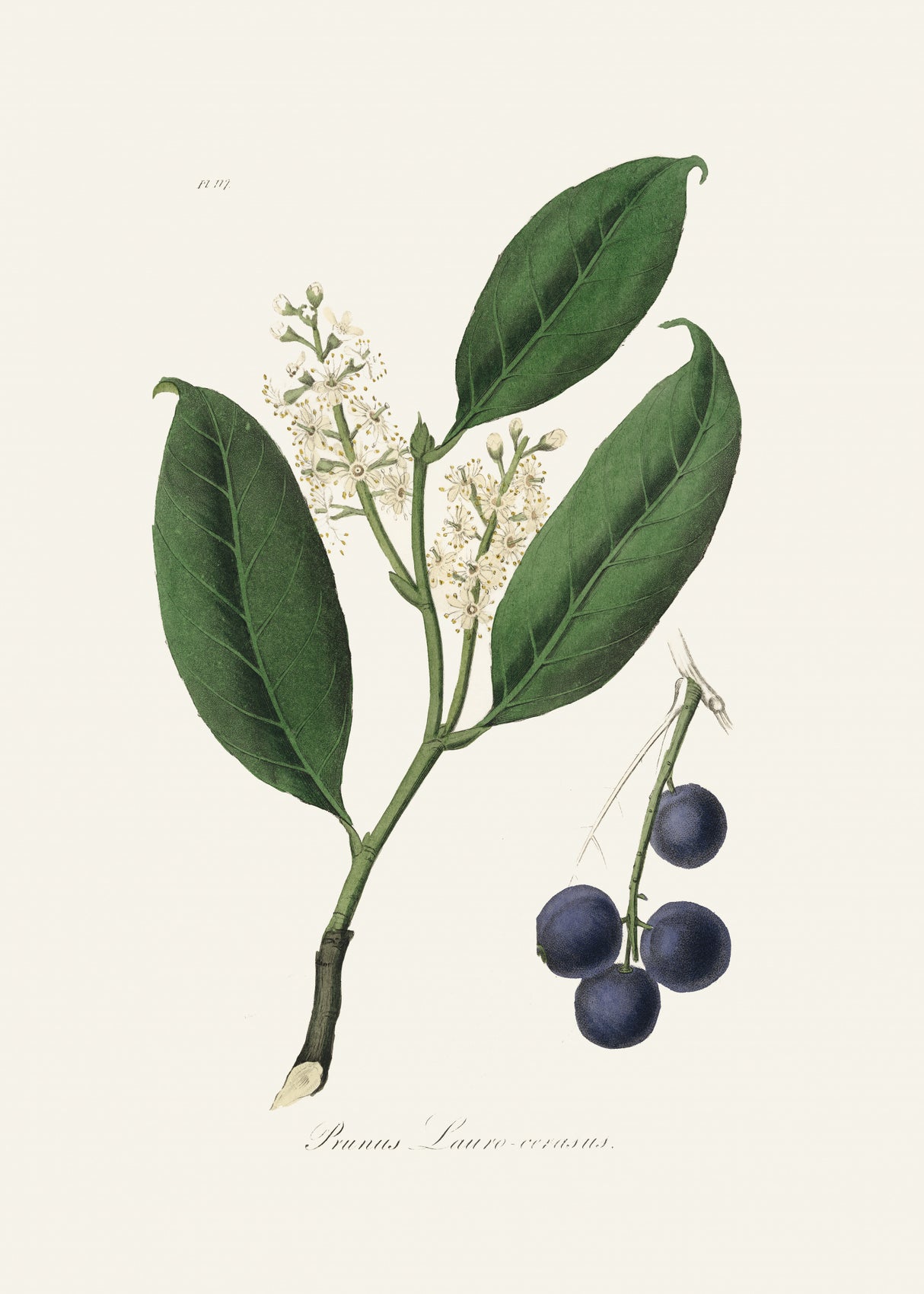 Cherry Laurel (prunus Laurocerasus) Medical Botany Poster och Canvastavla