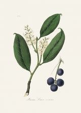 Cherry Laurel (prunus Laurocerasus) Medical Botany Poster och Canvastavla